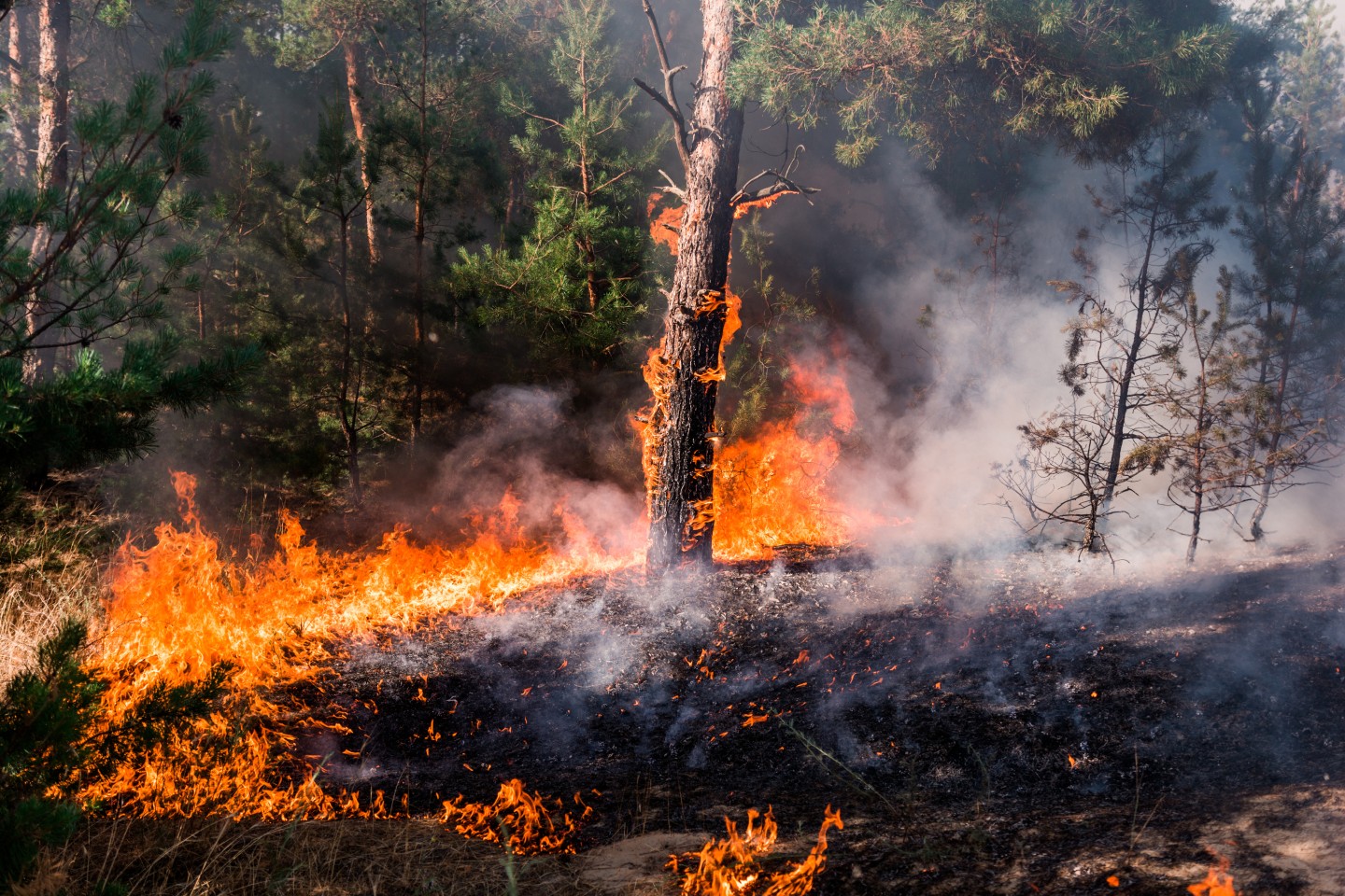Incendie de forêt illustrant les risques naturels et pollutions