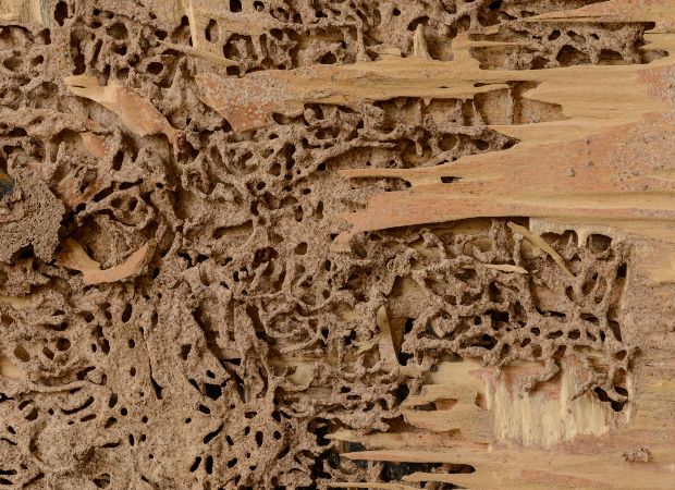 Toiture en plaques ondulées fibrociment amiante couverte de mousse